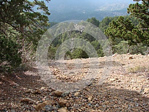 Cyprus. Troodos Mountains. Panorama of wild mountain forests at an altitude of 1900 meters above sea level.