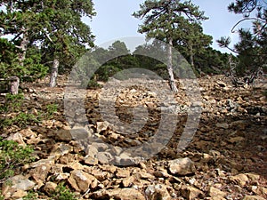 Cyprus. Troodos Mountains. Panorama of wild mountain forests at an altitude of 1900 meters above sea level.