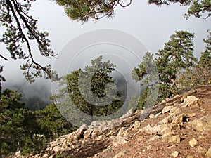 Cyprus. Troodos Mountains. Panorama of wild mountain forests at an altitude of 1900 meters above sea level.