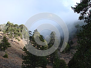 Cyprus. Troodos Mountains. Panorama of wild mountain forests at an altitude of 1900 meters above sea level.