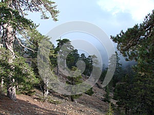 Cyprus. Troodos Mountains. Panorama of wild mountain forests at an altitude of 1900 meters above sea level.