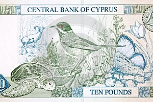 Cyprus warbler, green turtle, Paphos blue butterfly, Cyprus mouflon, Tulipa cypria, Cyclamen from money