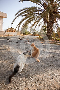 Cyprus wild cats roaming free