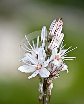 Cyprus Winter Flower