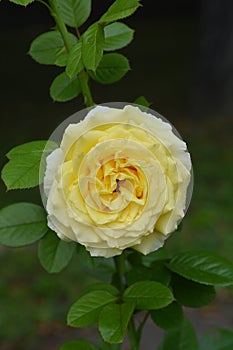 Cyrano de Bergerac Rose