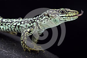 Cyren`s rock lizard, Iberolacerta cyreni cyreni photo