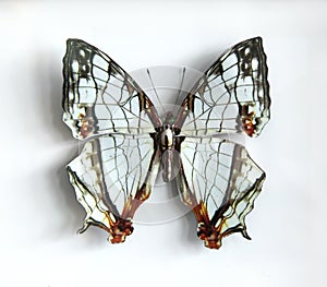 Cyrestis thyodamas a Beautiful giant butterfly