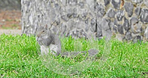 cyril the grey squirrel wildlife pets garden grass wild squirrels pests animals