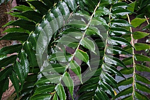 Cyrtomium falcatum plant. House holly-fern or Japanese holly fern. Fresh green leaves with water drops.