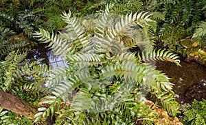 Cyrtomium falcatum is a species of fern