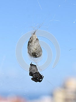 Cyrtophora citricola tent-web spider in its web hanging