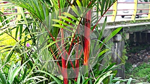 Cyrtostachys renda (Also known red sealing wax palm, red palm, rajah palm) in the garden