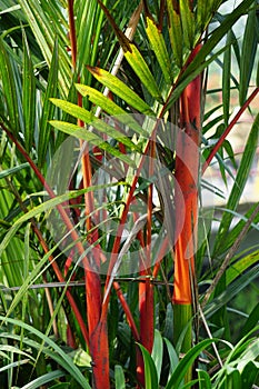 Cyrtostachys renda (Also known red sealing wax palm, red palm, rajah palm) in the garden