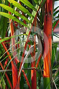 Cyrtostachys renda (Also known red sealing wax palm, red palm, rajah palm) in the garden