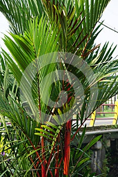 Cyrtostachys renda (Also known red sealing wax palm, red palm, rajah palm) in the garden photo