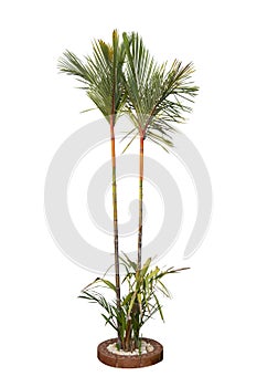 Cyrtostachys renda Blume, Sealing wax palm, lipstick palm, Raja palm or Maharajah Palm in the garden isolated on white background.