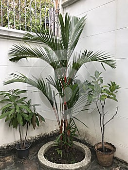 Cyrtostachys renda or Lipstick palm.