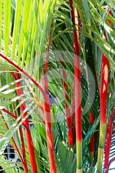 Cyrtostachys renda or Lipstick Palm photo