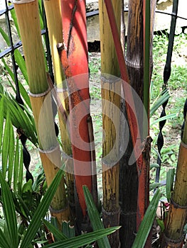 Cyrtostachys renda or Red sealing wax palm. photo