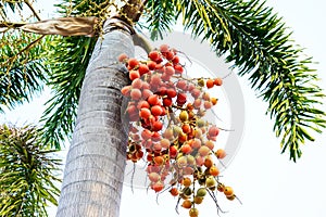 Cyrtostachys renda (Sealing wax palm, Lipstick palm, Raja palm,