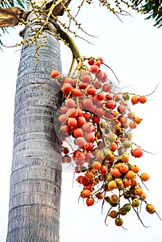 Cyrtostachys renda (Sealing wax palm, Lipstick palm, Raja palm, photo