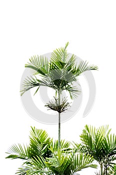 Cyrtostachys renda tree on white background