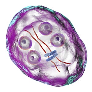 Cyst of Giardia intestinalis protozoan
