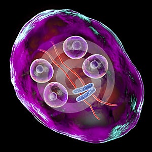 Cyst of Giardia intestinalis protozoan