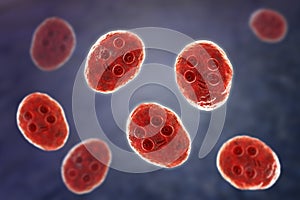 Cyst of Giardia intestinalis protozoan