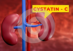 Cystatin C is a protein mainly used as a biomarker of kidney function