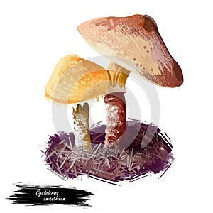 Cystoderma amianthinum parasol, saffron powder-cap, small orange-ochre, or yellowish-brown, gilled mushroom. Edible fungus