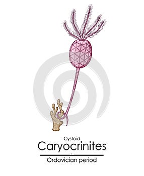 Cystoid Caryocrinites, an Ordovician period creature photo