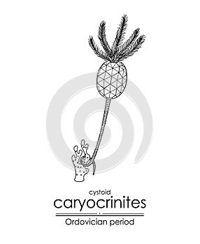 Cystoid Caryocrinites photo