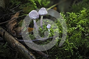 Cystolepiota bucknallii is a species of basidiomycete fungus of the genus Cystolepiota
