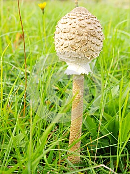 Cystolepiota high