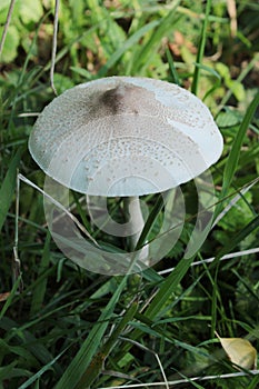 Cystolepiota mushroom