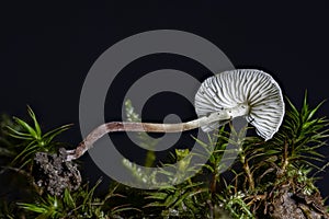 Cystolepiota seminuda is an inedible, common mushroom of the genus Cystolepiota