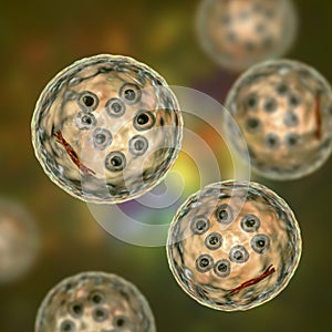 Cysts of Entamoeba coli protozoan, 3D illustration