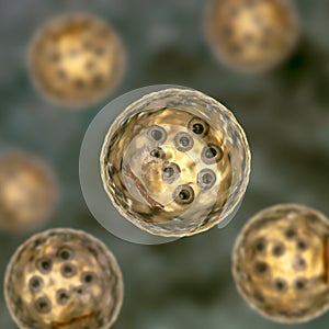 Cysts of Entamoeba coli protozoan, 3D illustration