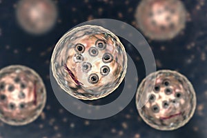 Cysts of Entamoeba coli protozoan, 3D illustration