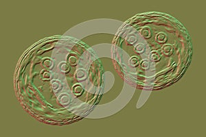 Cysts of Entamoeba coli protozoan, 3D illustration