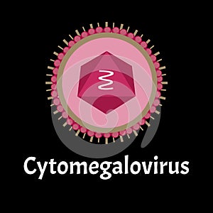 Cytamegalovirus structure. Viral infection cytomegalovirus. Sexually transmitted diseases. Infographics. Vector
