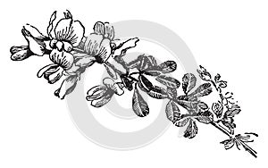 Cytisus Canariensis vintage illustration