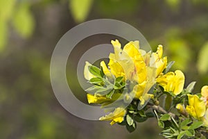 Cytisus hirsutus