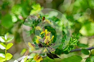 Cytisus hirsutus flower growing in forest, close up