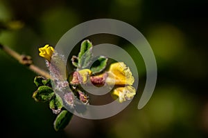 Cytisus hirsutus flower growing in forest, close up