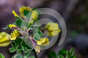 Cytisus hirsutus flower growing in forest, close up