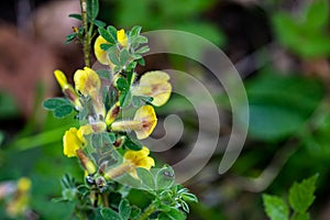 Cytisus hirsutus flower growing in forest, close up