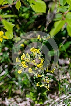 Cytisus hirsutus flower growing in forest, close up