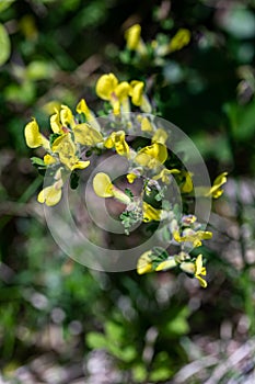 Cytisus hirsutus flower growing in forest, close up